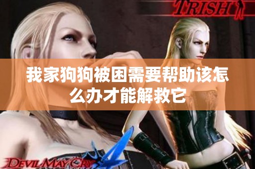 我家狗狗被困需要帮助该怎么办才能解救它